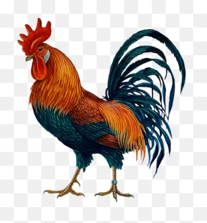 Broiler Chicken Png,