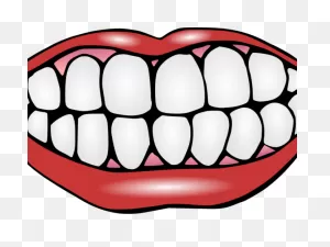 Download Hd Perfect Teeth Cliparts - Teeth Clipart Transparent Png ClipartFlare.com 