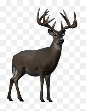 Buck Deer Png Transparent Clipart For Download @ Pngimages.pics