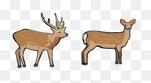 Deer Mountain Scene Buck
