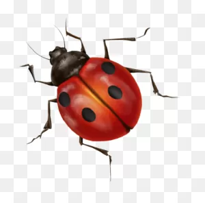 Bug-Insect-Clipart-12 - The Bishop Museum Of Science And Nature