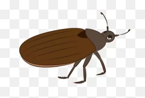 Bug Clipart. Free Download Transparent .png | ClipartFlare