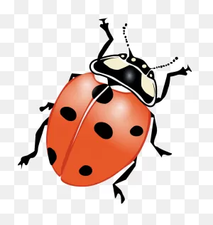 True Bug Png Transparent Images | Png All
