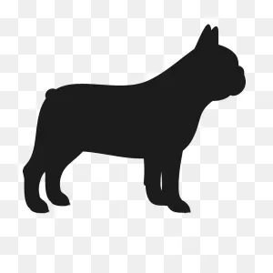 French Bulldog Drawing