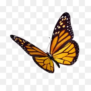 What Is The Difference Between A Moth And A Butterfly ClipartFlare.com 