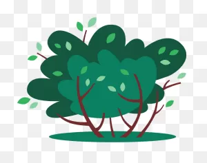 Bush