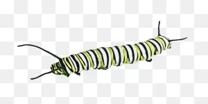 Caterpillar Insect Butterfly - Free Vector Graphic On ClipartFlare