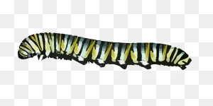 Caterpillar Monarch Butterfly - Free Vector Graphic On ClipartFlare