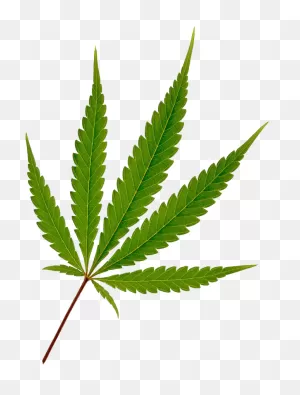 781 X 1024 6 0 - Marijuana Leaf Clipart - Full Size Clipart ClipartFlare.com 