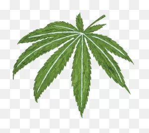 Cannabis | Memorial Sloan Kettering Cancer Center