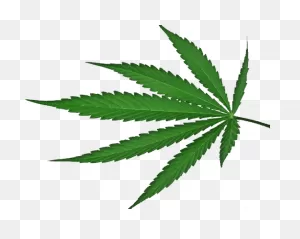 Cannabis Png Alpha Channel Clipart Images (Pictures) With ClipartFlare.com 
