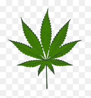 Cannabis Sativa Marijuana - Free Vector Graphic On Pixabay
