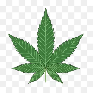 Regulatory View On The Use Of Cbd And Other Cannabis Derivatives ClipartFlare.com 