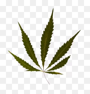 Weed Psd By Barlogpl - Cannabis Clipart - Full Size Clipart ClipartFlare.com 