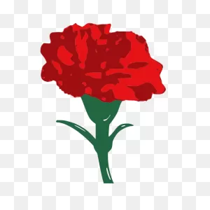 Carnation | Free PNG-WebP