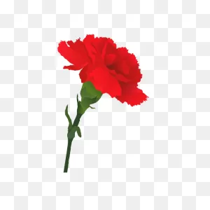Carnation Vector Image | Free PNG-WebP