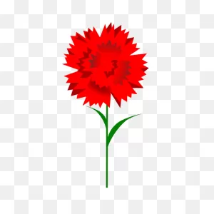 Carnation | Free PNG-WebP