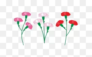 Carnation Flowers Petals - Free Image On ClipartFlare