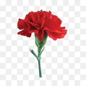 Carnation Flower Carnation Cut Flowers Clipart - Carnation Clipart ClipartFlare.com 