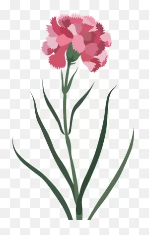 Carnation Flower Clipart. Free Download Transparent .png | ClipartFlare