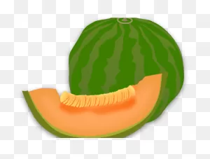 Download Cantaloupe Clipart Transparent - Clip Art Png Image With ClipartFlare.com 
