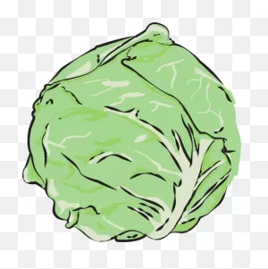 Cabbage,vegetables,clean,free Vector Graphics,free Pictures - Free ClipartFlare.com 