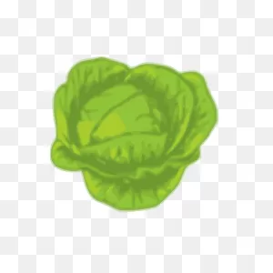Green Cabbage | Free PNG-WebP