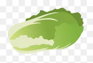 Napa Cabbage Clipart. Free Download Transparent .png | ClipartFlare