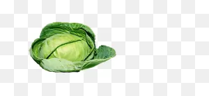 Organic Green Cabbage Png Png, PNG-WebP Clip Art For Web - Download ClipartFlare.com 