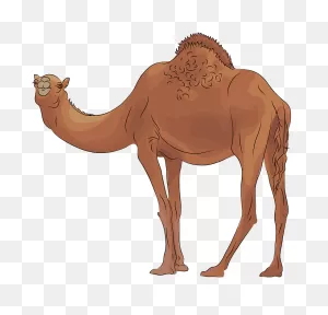 Camel Clipart. Free Download Transparent .png | ClipartFlare