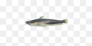 Catfish | Critters Of Animal Crossing: New Horizons
