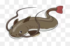 Catfish Clipart. Free Download Transparent .png | ClipartFlare