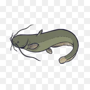 Catfish Graphics To Download