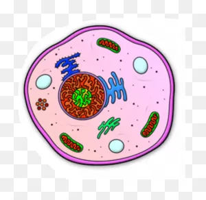 Collection Of Cell Transparent High Quality - Cell For Science ClipartFlare.com 