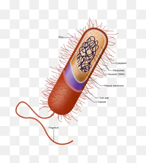 Cell - Definition, Functions, Types And Examples | Biology Dictionary