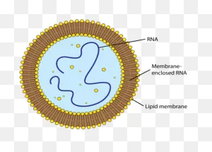 Formation Of First Cells | Ck-12 Foundation