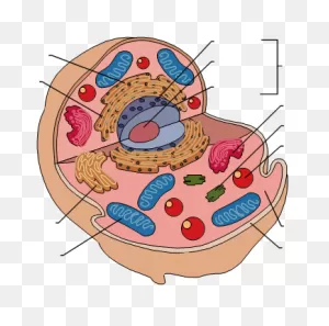 Free Animal Cell Cliparts, Download Free Animal Cell Cliparts Png ClipartFlare.com 