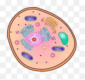 Part 1: Eukaryotic Cells - Traveling Through Cells