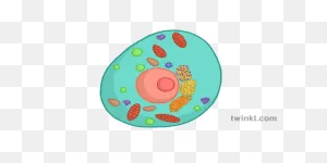 What Is A Cell? - Answered - Twinkl Teaching Wiki