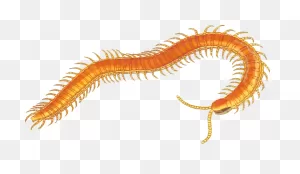 Arthropod Centipede - Free Vector Graphic On ClipartFlare