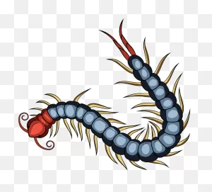 Chinese Red Headed Centipede Clipart - Centipede Png Transparent ClipartFlare.com 