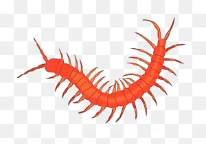 Centipede Clipart - Clipart Suggest