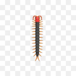 Centipede | Critters Of Animal Crossing: New Horizons
