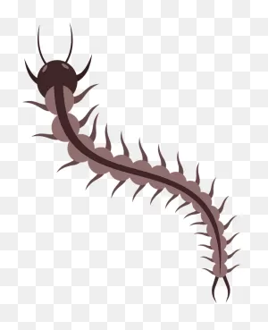 Centipede Clipart. Free Download Transparent .png | ClipartFlare