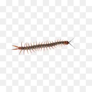 Centipede Transparent Png - Stickpng