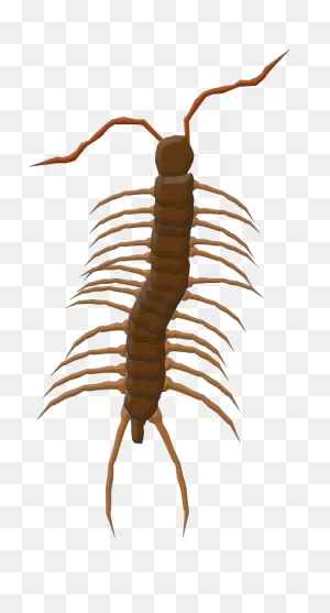Illinois Natural History Survey :: Cenitpedes And Millipedes