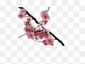 Free Cherry Blossom Tree Png, Download Free Cherry Blossom Tree ClipartFlare.com 