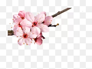 Cherry Blossom Flower Petal - Cherry Blossom Flower Transparent ClipartFlare.com 