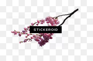 Cherry Blossom Flower - Cherry Blossom Clipart - Full Size Clipart ClipartFlare.com 