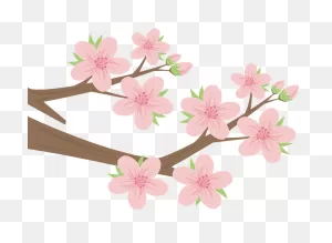 Cherry Blossoms Branch Clipart. Free Download Transparent .png ClipartFlare.com 